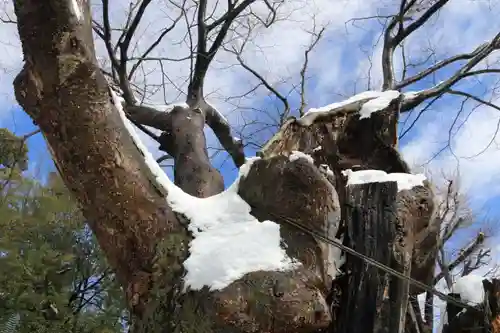阿邪訶根神社の自然