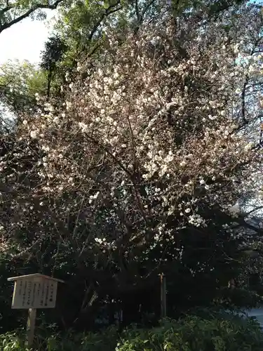 熱田神宮の自然