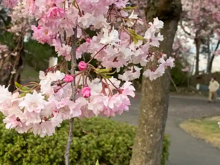 烏森神社の自然