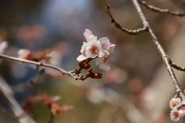 鹿島大神宮の自然