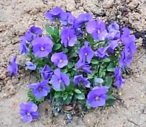 大鏑神社の自然