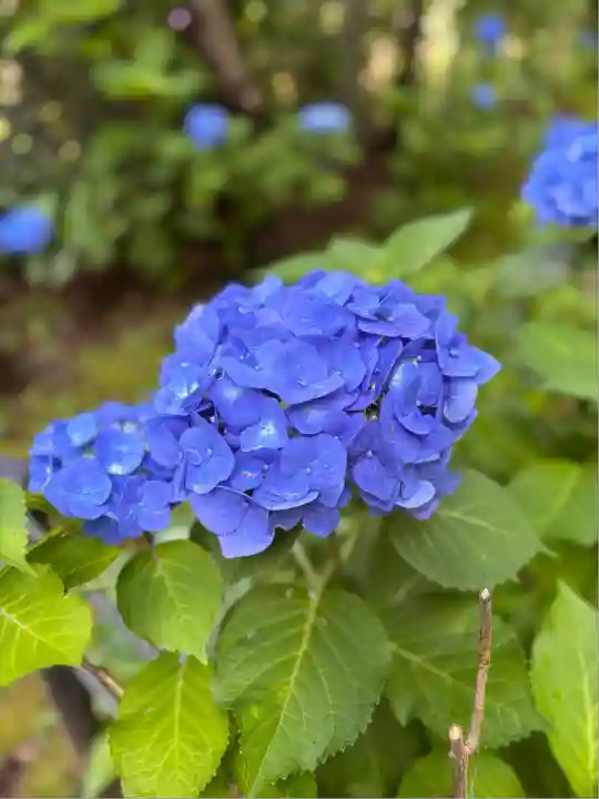 本土寺(千葉県)