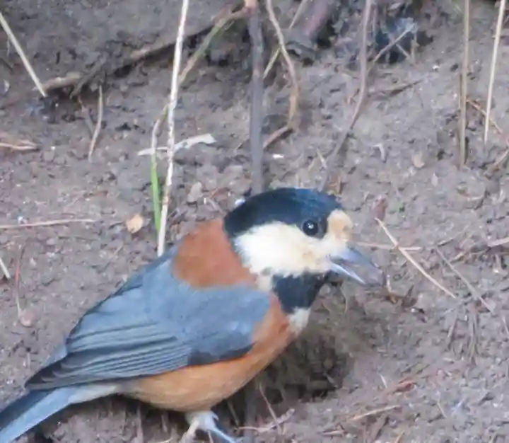 白石神社(北海道)