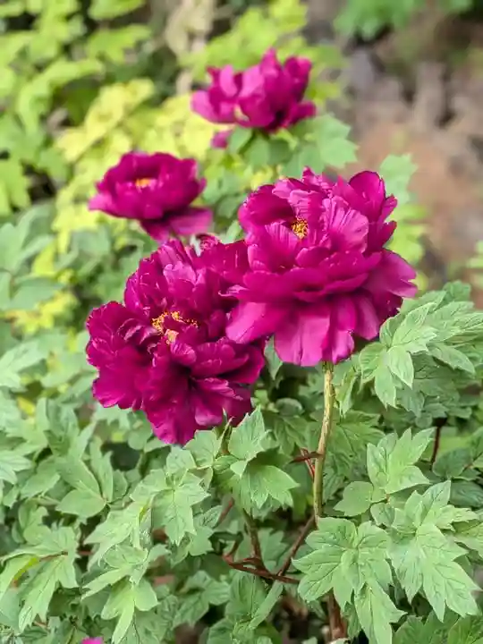 東長谷寺 薬王院(東京都)