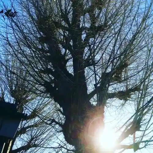 天祖神社の自然