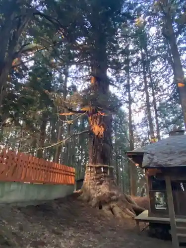 七崎神社の自然