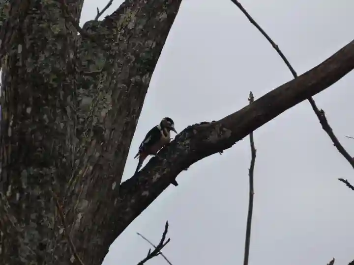 留辺蘂神社の動物