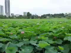 寛永寺不忍池弁天堂の本殿