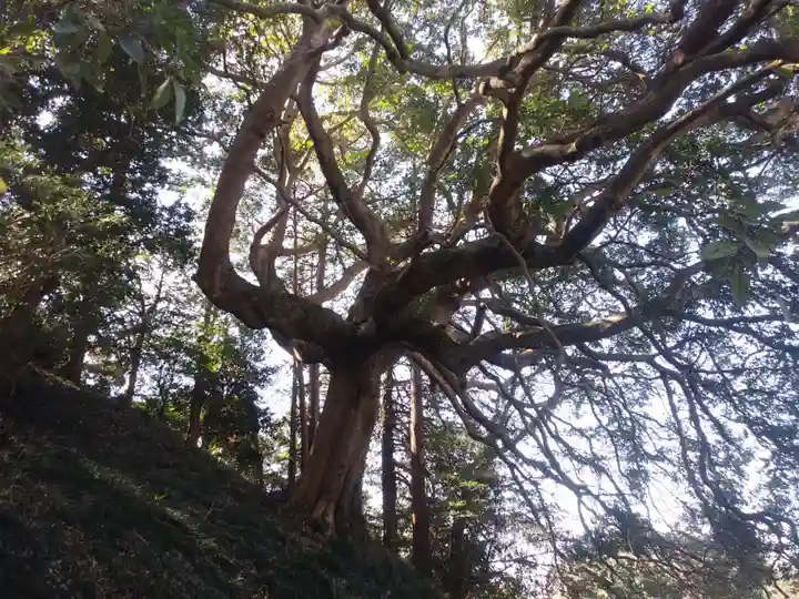 愛宕神社の自然