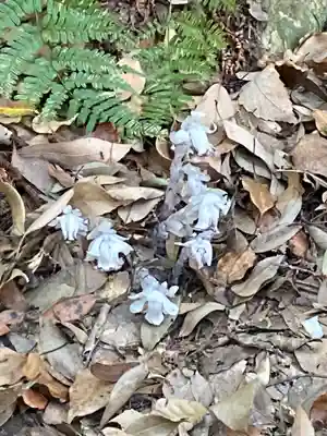 大神神社(奈良県)