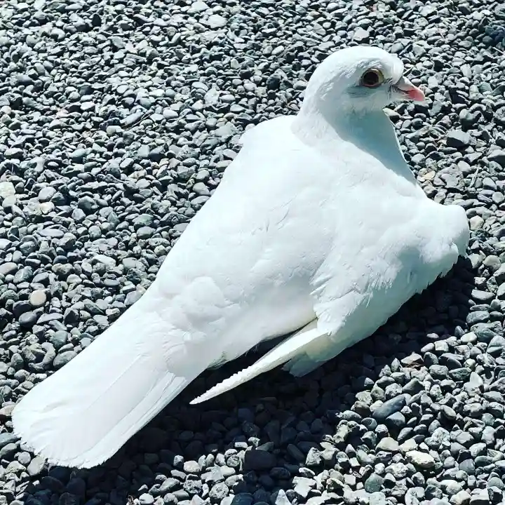 旗上弁財天社の動物