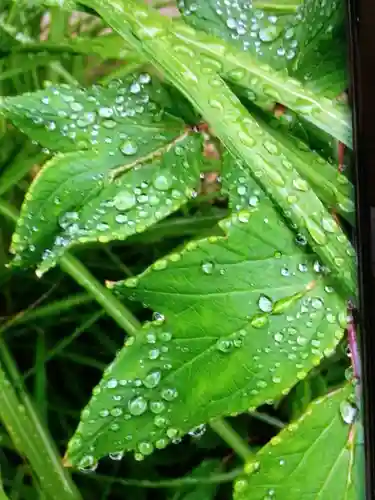 鳩森八幡神社の自然