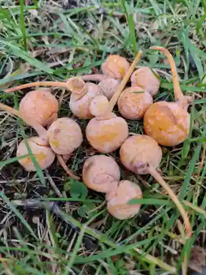 厚別神社(北海道)