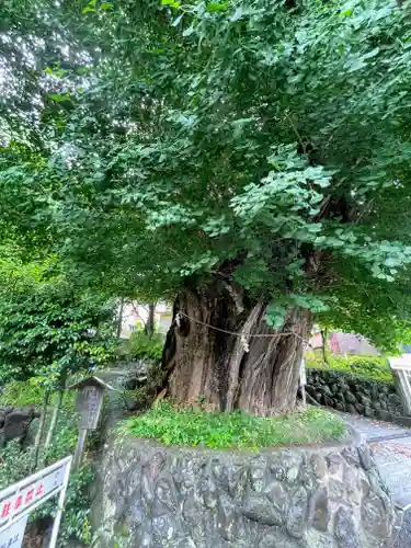 五所神社(神奈川県)