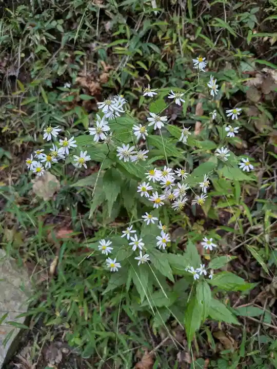 三峯神社(埼玉県)