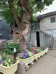 田邊山神社遥拝所の自然