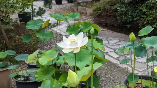 行願寺（革堂）(京都府)