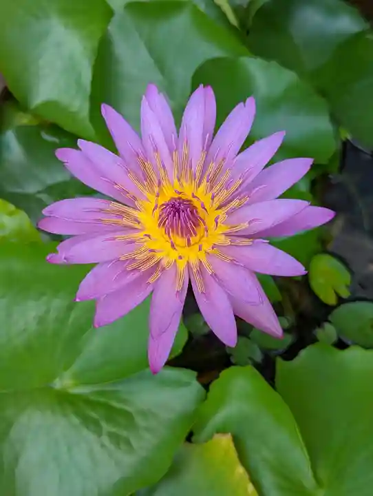 法乗院(京都府)