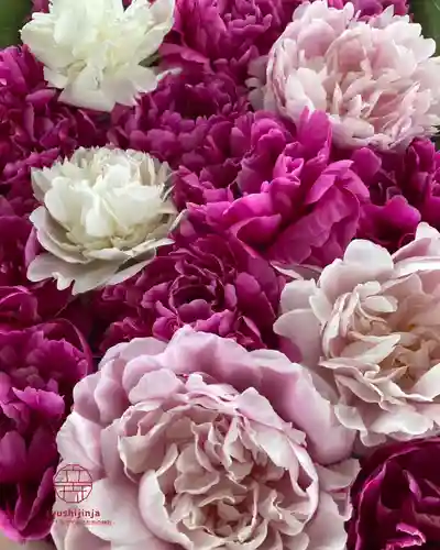 立志神社(滋賀県)