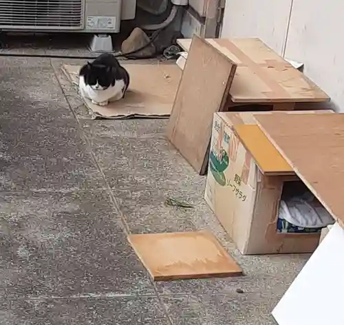 白金氷川神社の御朱印