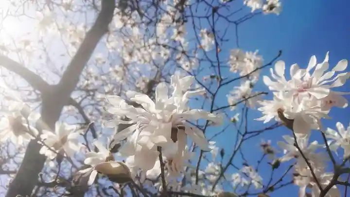 神明社(国府宮神明社)の自然