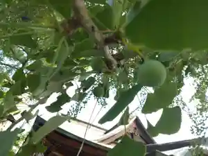 賀羅加波神社の自然(2022年06月15日(水) 09時10分35秒投稿)