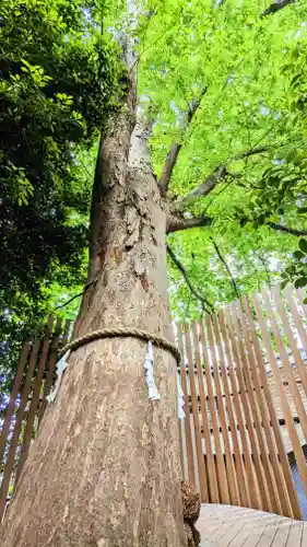 鎮守氷川神社の自然