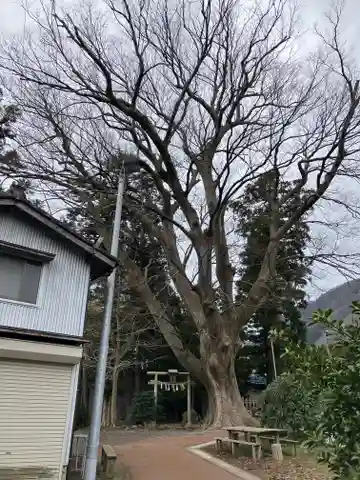 上諏訪神社(彌彦神社末社)(新潟県)
