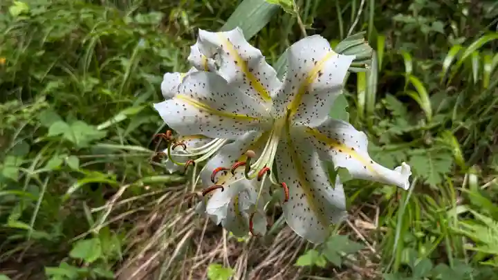 真福寺(埼玉県)