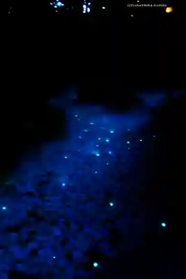 川越氷川神社(埼玉県)