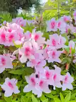 滋賀県護国神社の自然