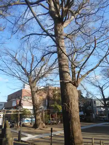 亀岡八幡宮（亀岡八幡神社）の自然