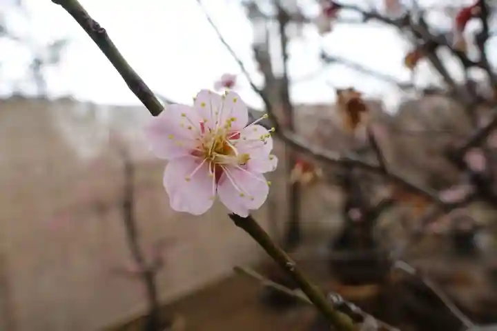 菅原天満宮(菅原神社)の自然