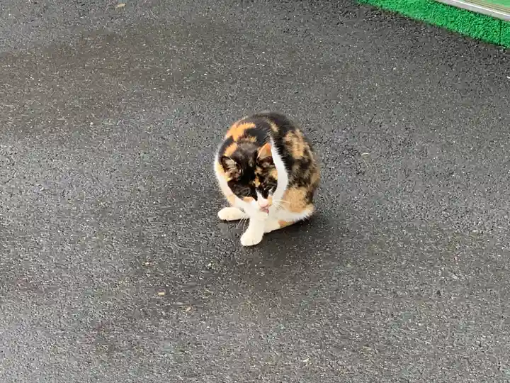 寺岡山元三大師の動物