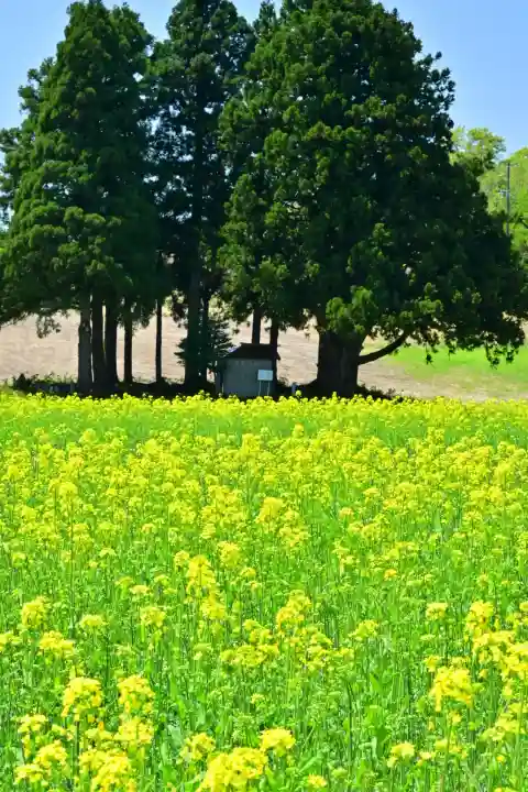 沢山神社(澤山神社)(新潟県)