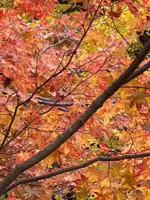 岩戸落葉神社の自然