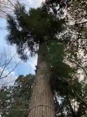 新宮八幡神社の自然