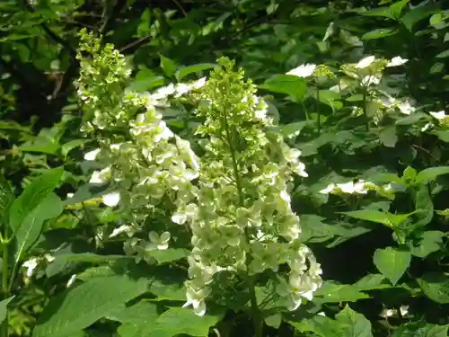 御霊神社の自然