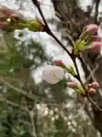 多治速比売神社の自然