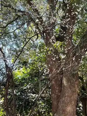 畑子安神社(千葉県)