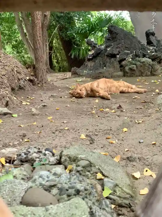 王子神社の動物