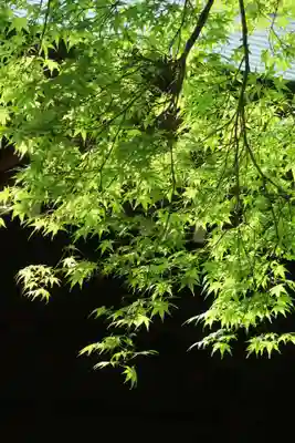 普門寺(切り絵御朱印発祥の寺)の自然