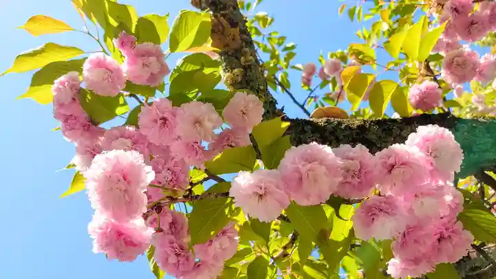 平野神社の自然