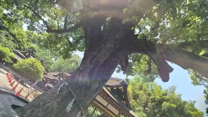 平野神社(京都府)