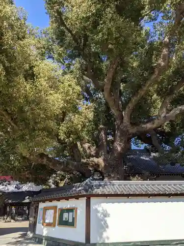 大聖観音寺（あびこ観音）の自然