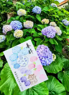 月替り御朱印 6月『紫陽花』