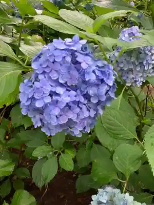 本土寺(千葉県)