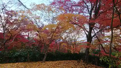 常寂光寺(京都府)