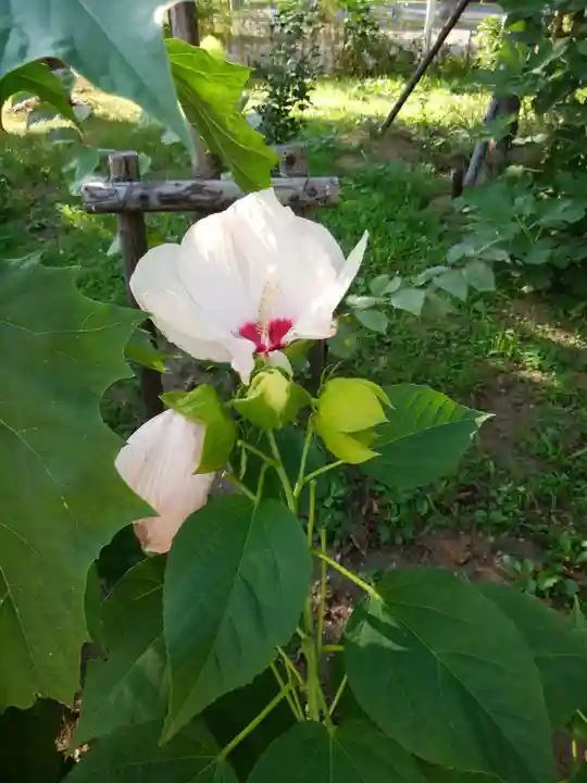 新琴似神社の自然