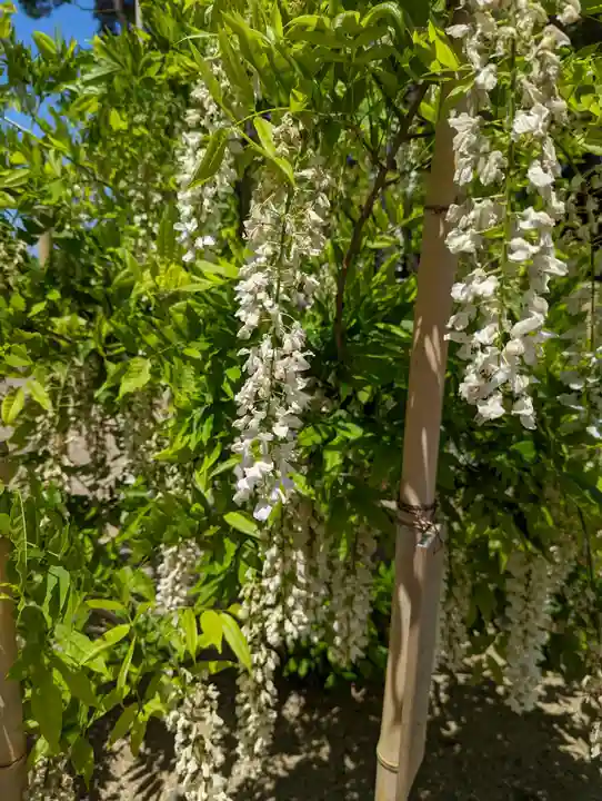 志那神社(滋賀県)
